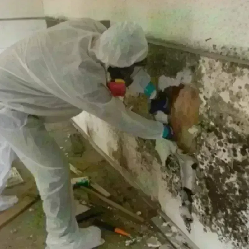 Mold Remediation and Removal in Matoaca, VA